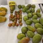 Detectan mangos y jocotes no declarados en equipaje procedente de Guatemala . Foto La Hora: Embajada de EE.UU.