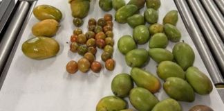 Detectan mangos y jocotes no declarados en equipaje procedente de Guatemala . Foto La Hora: Embajada de EE.UU.