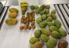 Detectan en EE.UU. mangos y jocotes no declarados en equipaje procedente de Guatemala Detectan mangos y jocotes no declarados en equipaje procedente de Guatemala . Foto La Hora: Embajada de EE.UU.