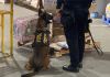 Denuncia lleva al hallazgo de marihuana en bodegas de la zona 12 capitalina Denuncia lleva al hallazgo de marihuana en bodegas de la zona 12 capitalina. Foto La Hora: PNC.