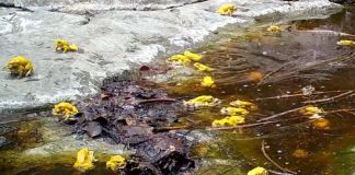 Avistamiento de sapito de bosque seco reportado en Río Hondo, Zacapa. Foto La Hora: Captura de pantalla