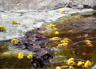 Avistamiento de sapito de bosque seco reportado en Río Hondo, Zacapa. Foto La Hora: Captura de pantalla