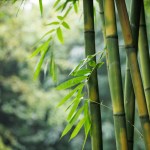 Los bosques de bambú prometen capturar más emisiones. Foto: La Hora / Shutterstock