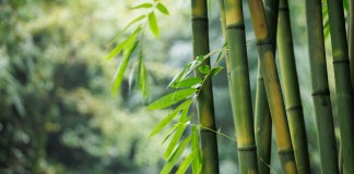 Los bosques de bambú prometen capturar más emisiones. Foto: La Hora / Shutterstock