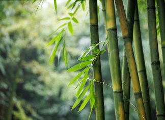 Los bosques de bambú prometen capturar más emisiones. Foto: La Hora / Shutterstock
