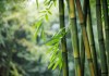 Los bosques de bambú prometen capturar más emisiones. Foto: La Hora / Shutterstock