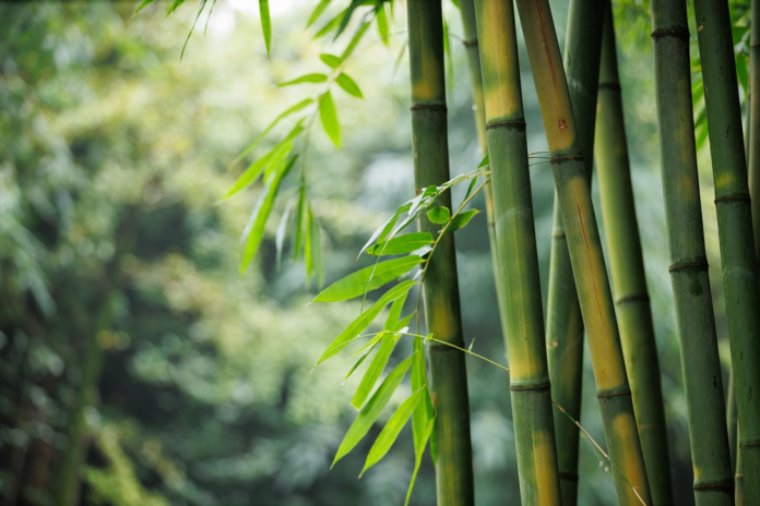 Bamboo,Tree,Forest,Landscape,In,China Los bosques de bambú prometen capturar más emisiones. Foto: La Hora / Shutterstock