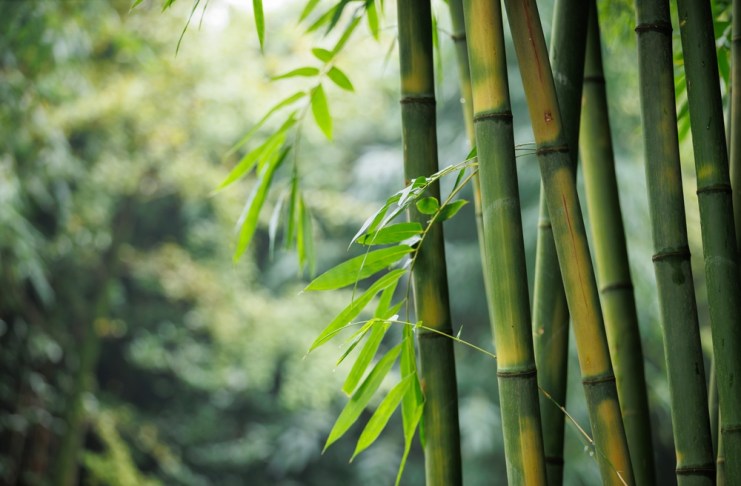 Guatemala y Taiwán apuestan por el bambú para abrirse paso en el mercado global de bonos de carbono Los bosques de bambú prometen capturar más emisiones. Foto: La Hora / Shutterstock