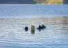 Hombres rana realizando búsqueda de vehículo que cayó en la Laguna de Ayarza. Foto La Hora: Bomberos Voluntarios