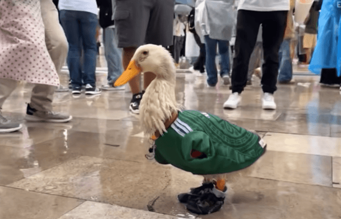 Conoce al pato Merlín, la mascota no oficial del mundial 2026 que se ganó una invitación de la FIFA