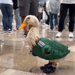 Conoce al pato Merlín, la mascota no oficial del mundial 2026 que se ganó una invitación de la FIFA