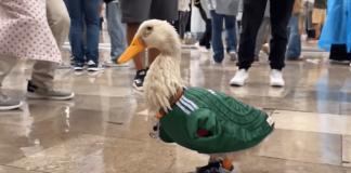 Conoce al pato Merlín, la mascota no oficial del mundial 2026 que se ganó una invitación de la FIFA