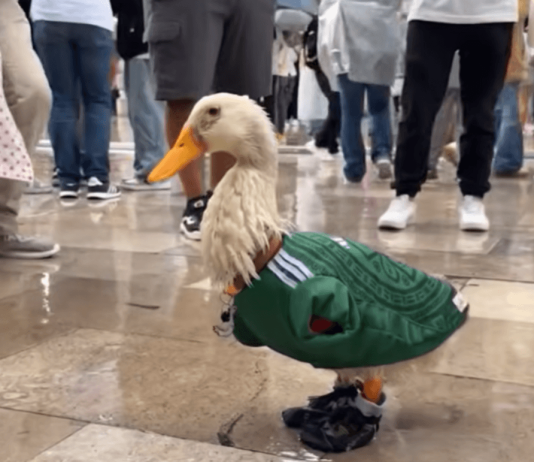Conoce al pato Merlín, la mascota no oficial del mundial 2026 que se ganó una invitación de la FIFA