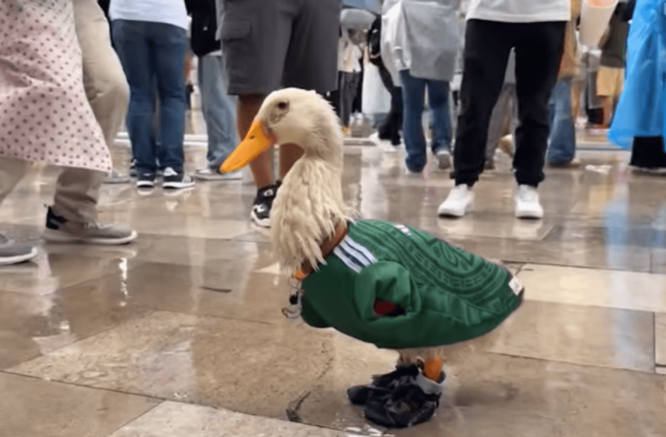 Conoce al pato Merlín, la mascota no oficial del mundial 2026 que se ganó una invitación de la FIFA