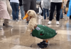 Conoce al pato Merlín, la mascota no oficial del mundial 2026 que se ganó una invitación de la FIFA