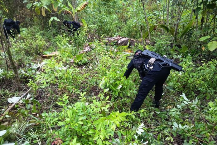 Erradicación de arbusto de hojas de coca en un área boscosa del caserío Santa Rosita, El Chal, Petén. Foto La Hora: Mingob