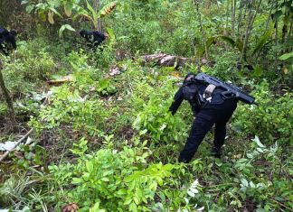 Erradicación de arbusto de hojas de coca en un área boscosa del caserío Santa Rosita, El Chal, Petén. Foto La Hora: Mingob