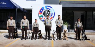 Binomios caninos reforzarán controles contra plagas y enfermedades en el Aeropuerto La Aurora Binomios caninos reforzarán controles en el Aeropuerto La Aurora contra plagas y enfermedades. Foto La Hora: MAGA.
