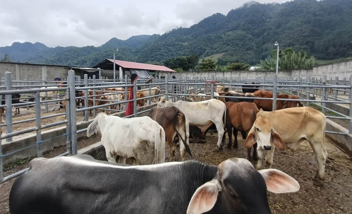 Mas de 10 mil animales fueron inspeccionados por gusano barrenador Animales en puestos de control contra el gusano barrenador. Foto La Hora: MAGA