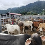 Animales en puestos de control contra el gusano barrenador. Foto La Hora: MAGA