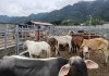 Más de 10 mil animales bajo la lupa como medida preventiva del gusano barrenador Animales en puestos de control contra el gusano barrenador. Foto La Hora: MAGA