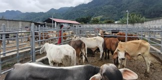 Más de 10 mil animales bajo la lupa como medida preventiva del gusano barrenador Animales en puestos de control contra el gusano barrenador. Foto La Hora: MAGA