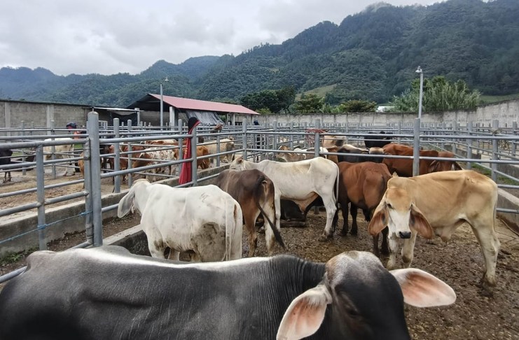 Más de 10 mil animales bajo la lupa como medida preventiva del gusano barrenador Animales en puestos de control contra el gusano barrenador. Foto La Hora: MAGA