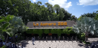 Prepárate para disfrutar una experiencia diferente; una noche en el Zoológico La Aurora Prepárate para disfrutar de una experiencia diferente; una noche en el Zoológico La Aurora