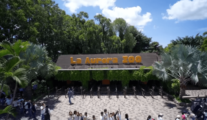 Preparate para disfrutar de una experiencia diferente una noche en el Zoologico La Aurora Prepárate para disfrutar de una experiencia diferente; una noche en el Zoológico La Aurora