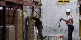 Programa K9 de Guatemala tiene «resultados importantes» según el Departamento de Estado de EE. UU. Programa K9 realizando un proceso de rutina en Puerto Quetzal. Foto La Hora: Captura de pantalla