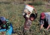 Mintrab busca nuevas estrategias de erradicación del trabajo infantil tras persistencia en rubros de agricultura y pirotecnia Gobierno buscará nuevas estrategias para erradicar el trabajo infantil tras un informe enviado por Estados Unidos.