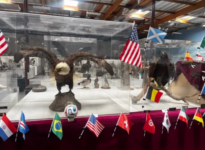 El Mundial 2026, pero con aves. Foto: Museo WFVZ.