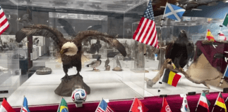 El Mundial 2026, pero con aves. Foto: Museo WFVZ.