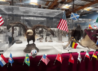 El Mundial 2026, pero con aves. Foto: Museo WFVZ.