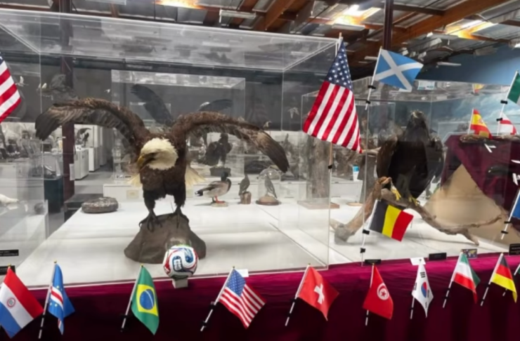 El Mundial 2026, pero con aves. Foto: Museo WFVZ.