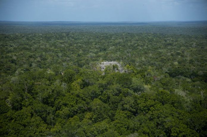 La destrucción de carreteras y pistas clandestinas en áreas protegidas de Petén ha hecho que el Conap sea amenazado. Foto La Hora: Biosfera Maya Peten Guatemala