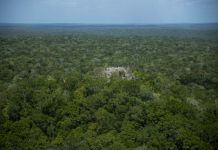 La destrucción de carreteras y pistas clandestinas en áreas protegidas de Petén ha hecho que el Conap sea amenazado. Foto La Hora: Biosfera Maya Peten Guatemala