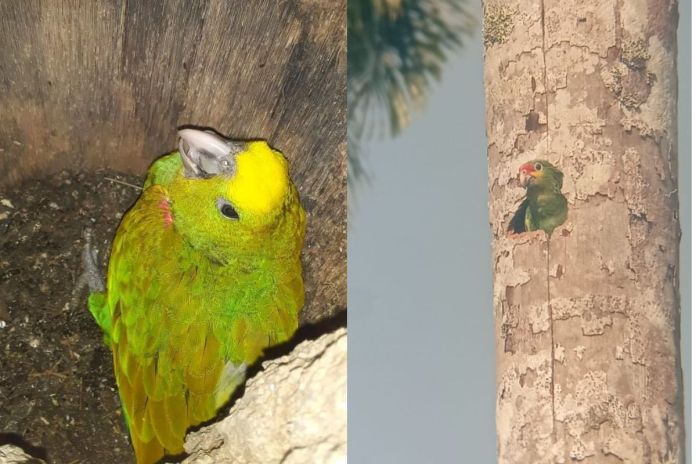 cabeza amarilla loros resguardo DIPRONA y el CONAP implementan un operativo de tres meses en Punta de Manabique para resguardar ejemplares de loros cabeza amarilla.