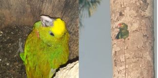 DIPRONA y el CONAP implementan un operativo de tres meses en Punta de Manabique para resguardar ejemplares de loros cabeza amarilla.