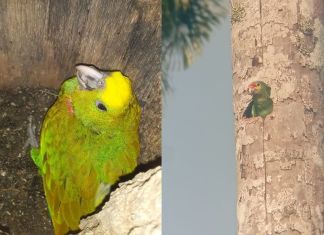 DIPRONA y el CONAP implementan un operativo de tres meses en Punta de Manabique para resguardar ejemplares de loros cabeza amarilla.