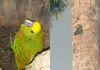 DIPRONA y el CONAP implementan un operativo de tres meses en Punta de Manabique para resguardar ejemplares de loros cabeza amarilla.