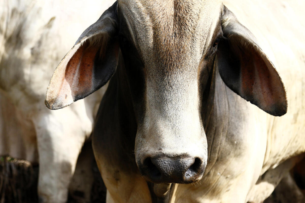 México y EE.UU. suspenden intercambio de animales 
