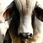 Al menos cinco casos de gusano barrenador en EEUU mientras autoridades buscan contenerlo