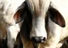 México y EE.UU. suspenden intercambio de animales vivos por gusano barrenador del ganado Al menos cinco casos de gusano barrenador en EEUU mientras autoridades buscan contenerlo