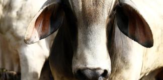 México y EE.UU. suspenden intercambio de animales vivos por gusano barrenador del ganado Al menos cinco casos de gusano barrenador en EEUU mientras autoridades buscan contenerlo