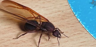 Los zompopos salen cuando empiezan las lluvias fuertes. Foto: Entomology / Reddit.