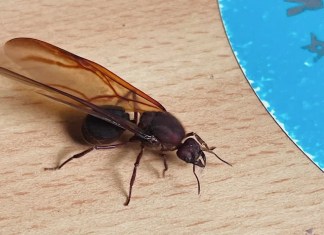 Los zompopos salen cuando empiezan las lluvias fuertes. Foto: Entomology / Reddit.