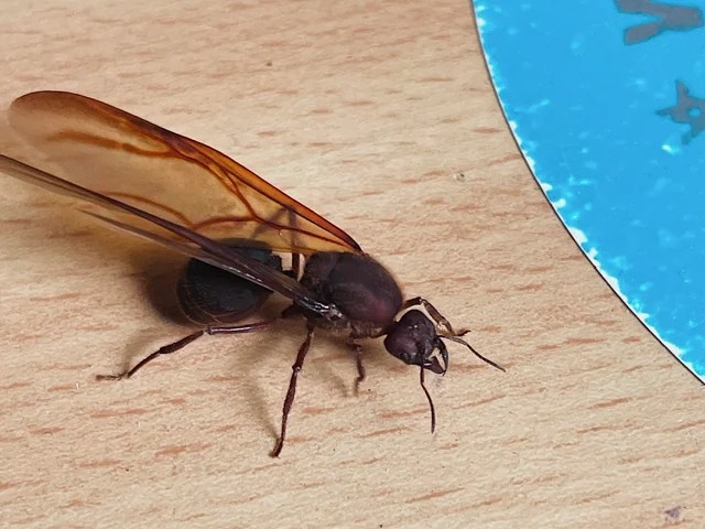 Los zompopos salen cuando empiezan las lluvias fuertes. Foto: Entomology / Reddit.