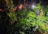 Destruyen 40 mil 200 arbustos de hoja de coca que estaban en fase de aprovechamiento en Ixcán, Quiché Elementos antinarcóticos de la PNC y del Ejército destruyeron la plantación de hoja de coca encontrada en una comunidad de Ixcán, Quiché.