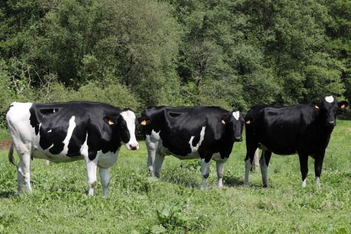 Gusano Barrenador: Maga inspecciona a animales en puestos de control. Foto La Hora: EFE.